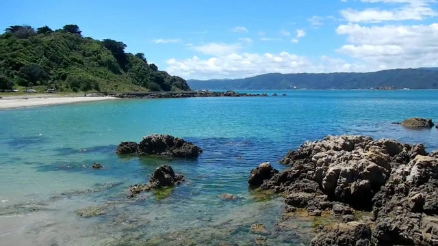 wellington buggy walks